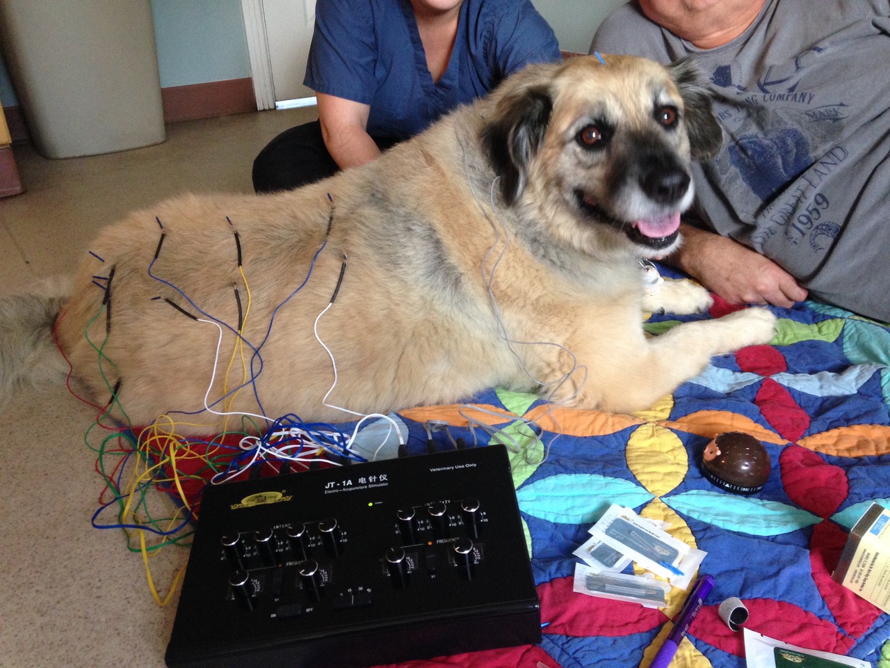 Pet Acupuncture