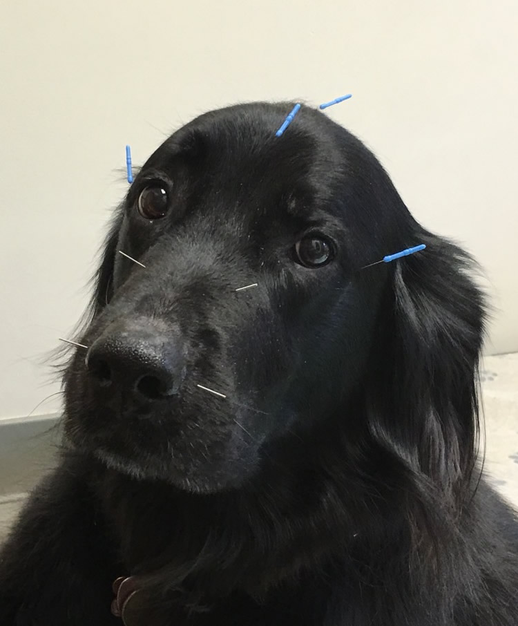 Colorado Mobile Acupuncture
