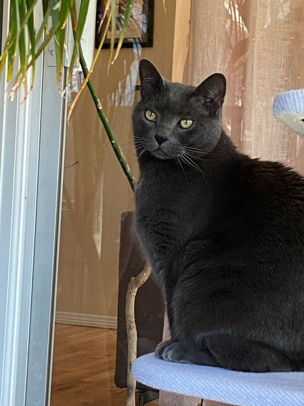  Cat receiving Tui-na Chinese therapeutic massage from Tucson mobile vet Dr. Toolan